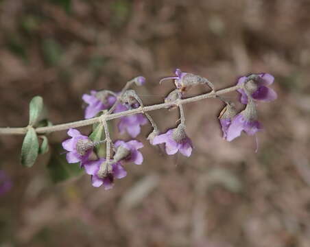 Image of Singleton mint bush