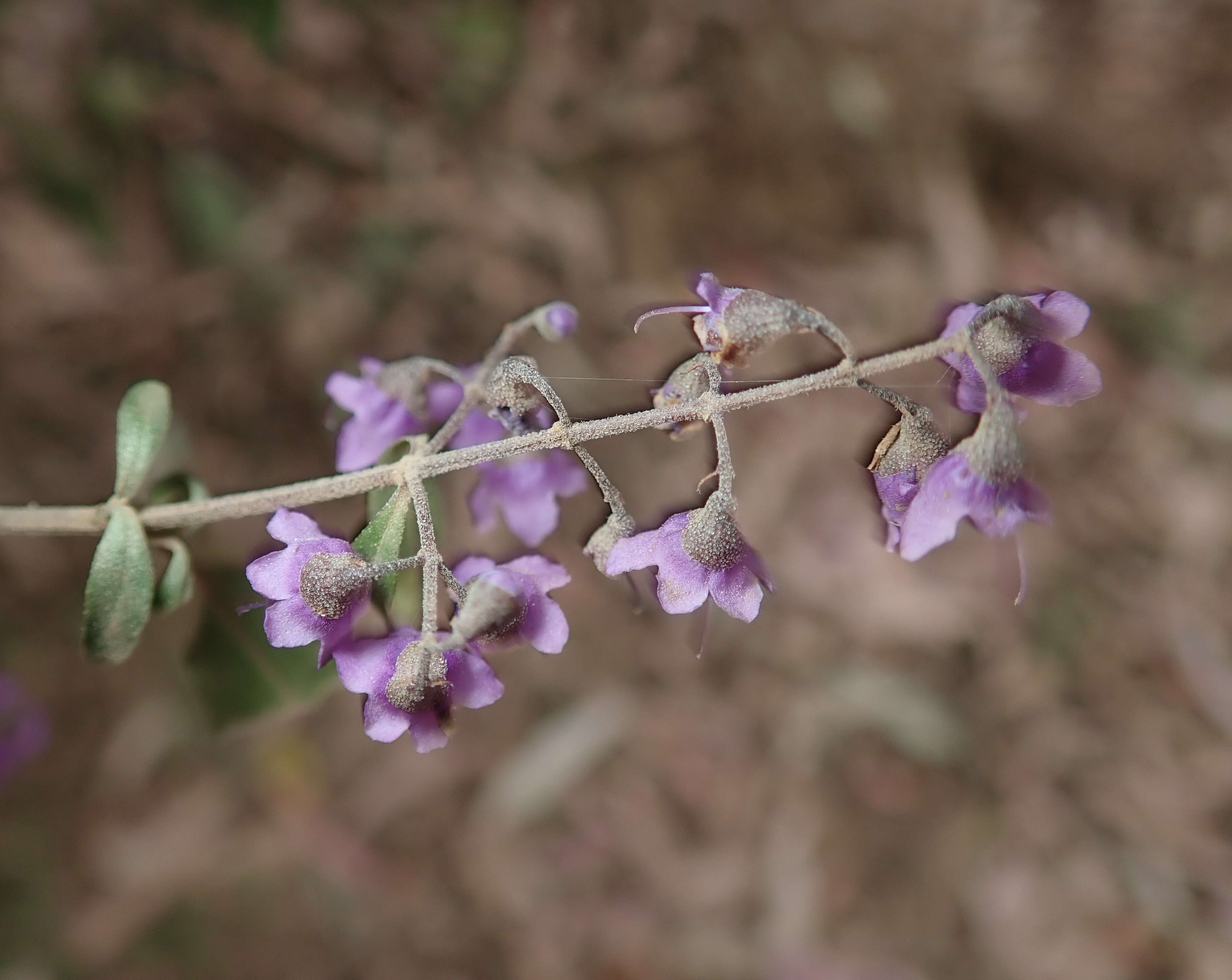 Image of Singleton mint bush