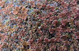 Image of Azolla rubra R. Br.