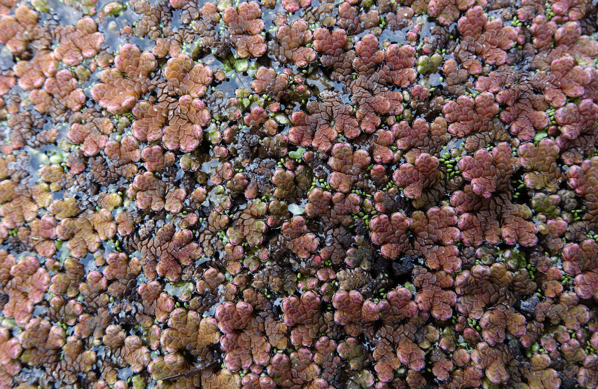 Image of Azolla rubra R. Br.