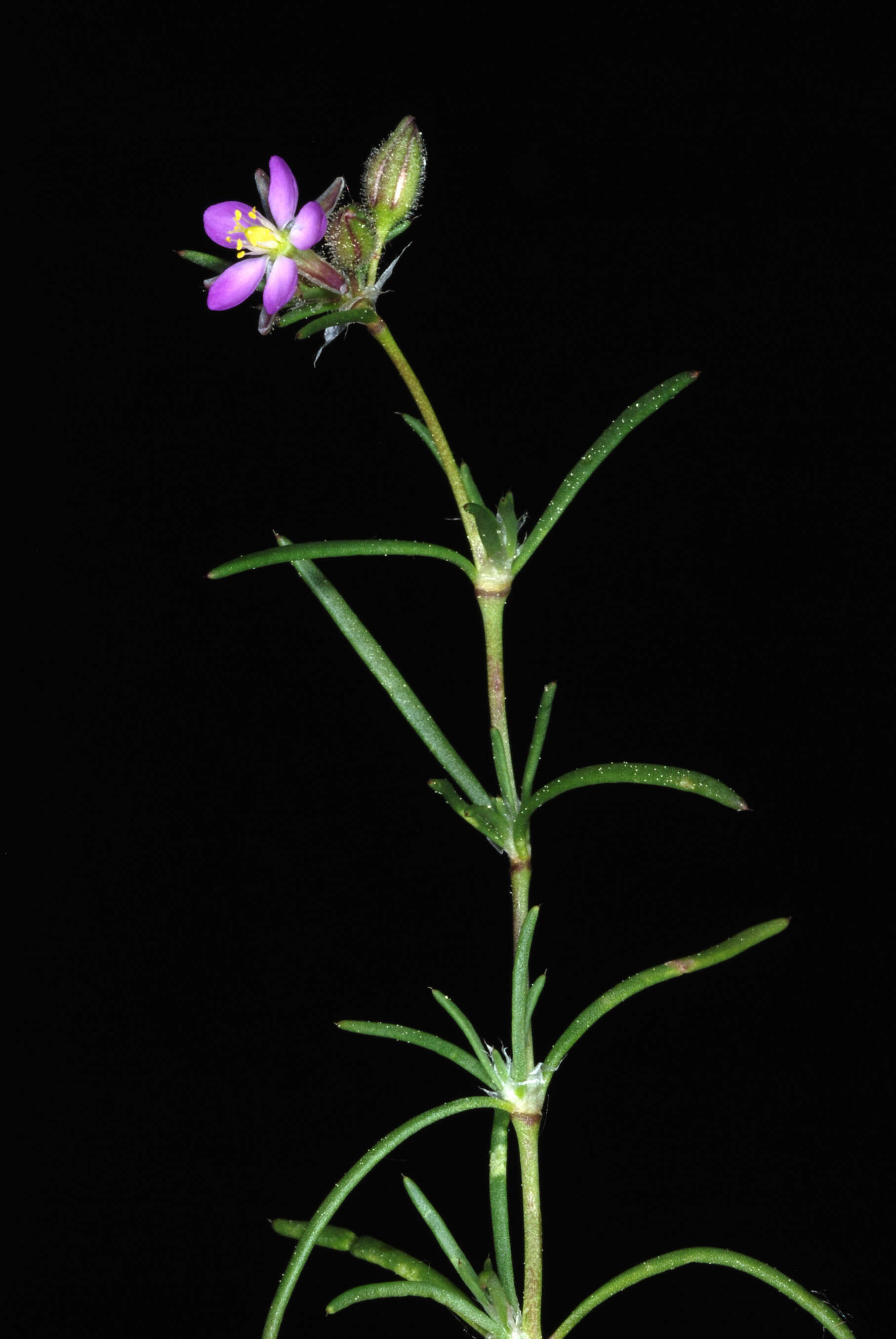 Image of red sandspurry