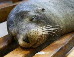 Image of Galapagos Sea Lion