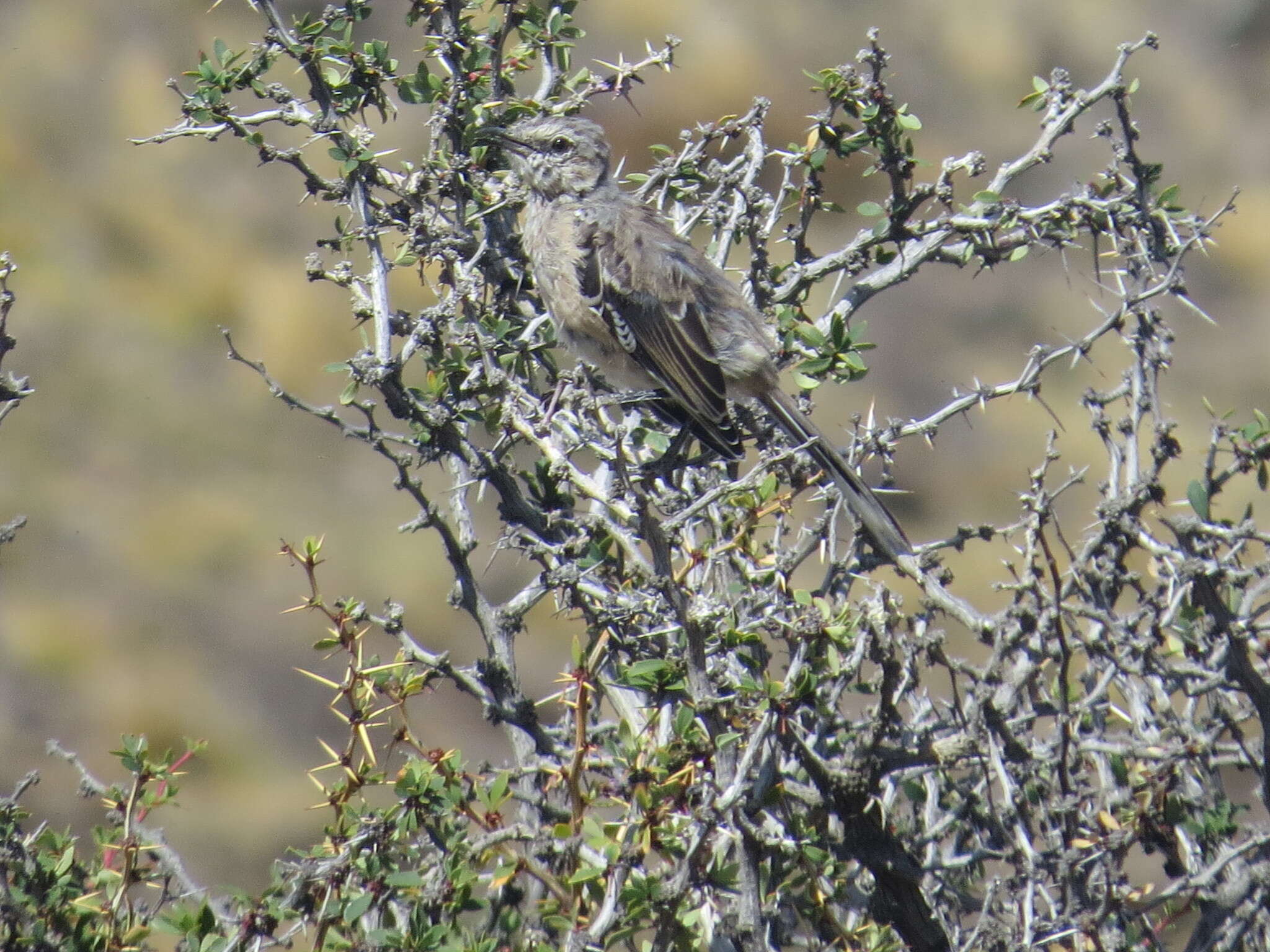 Image of Patagonian Mockingbird