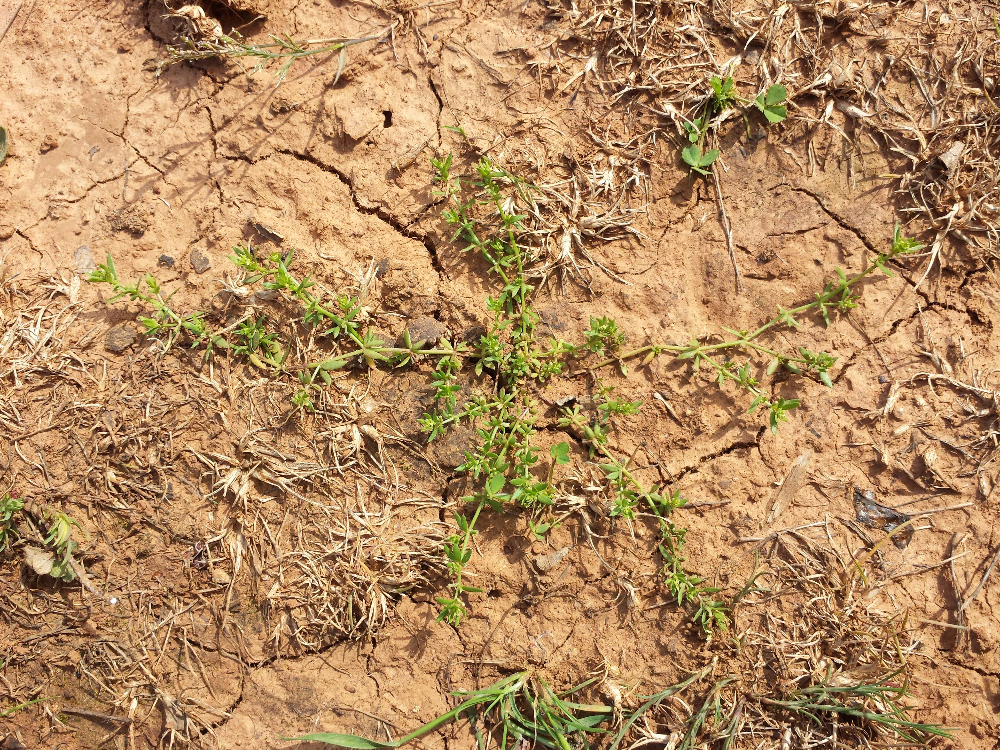 Image of yellow wall bedstraw