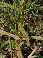 Image of late-flowering yellow rattle