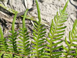 Image of Pteridium esculentum (G. Forst.) Nakai