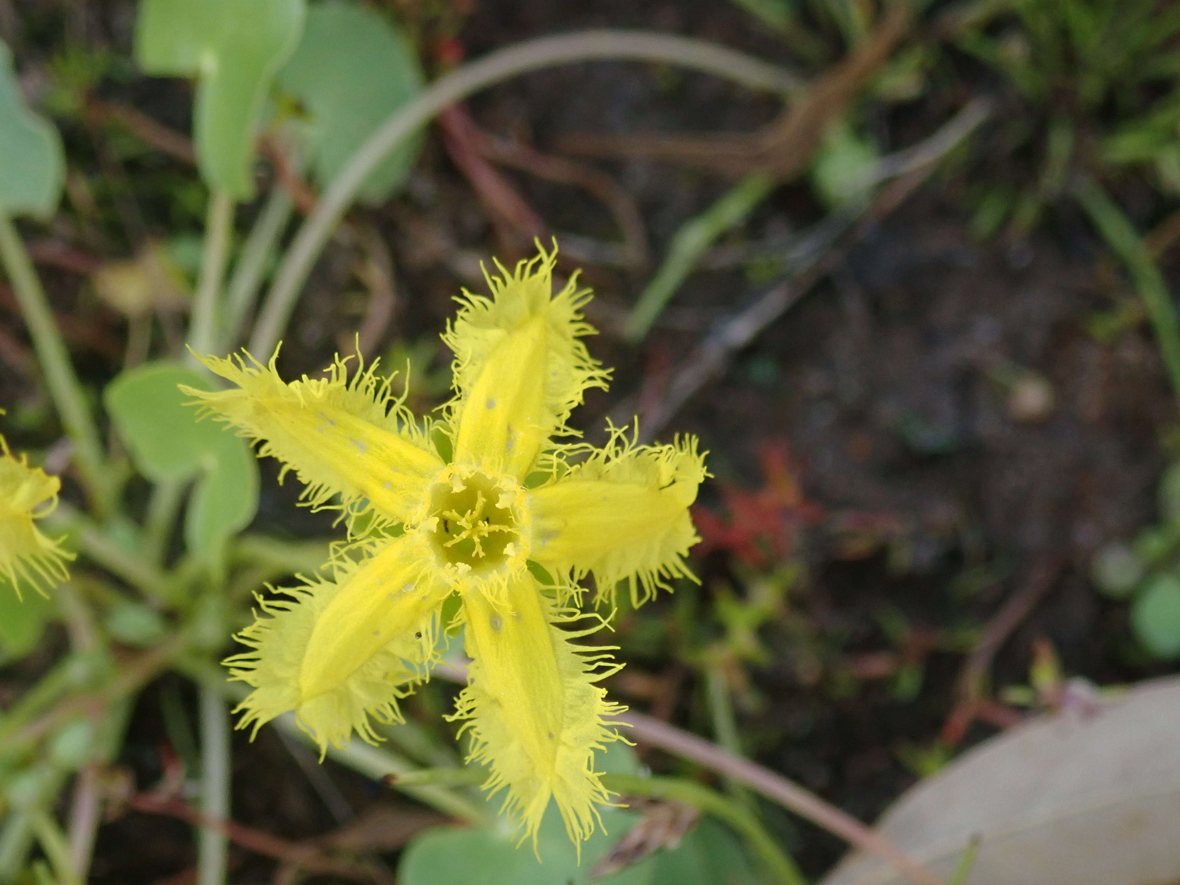 Image of Nymphoides geminata (R. Br.) Kuntze