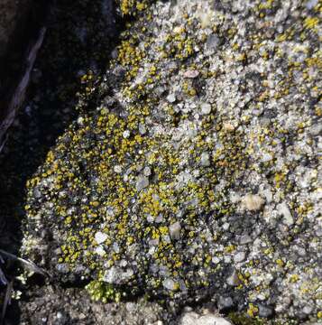 Image of Hidden goldspeck lichen