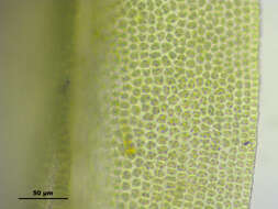 Image of zygodon moss