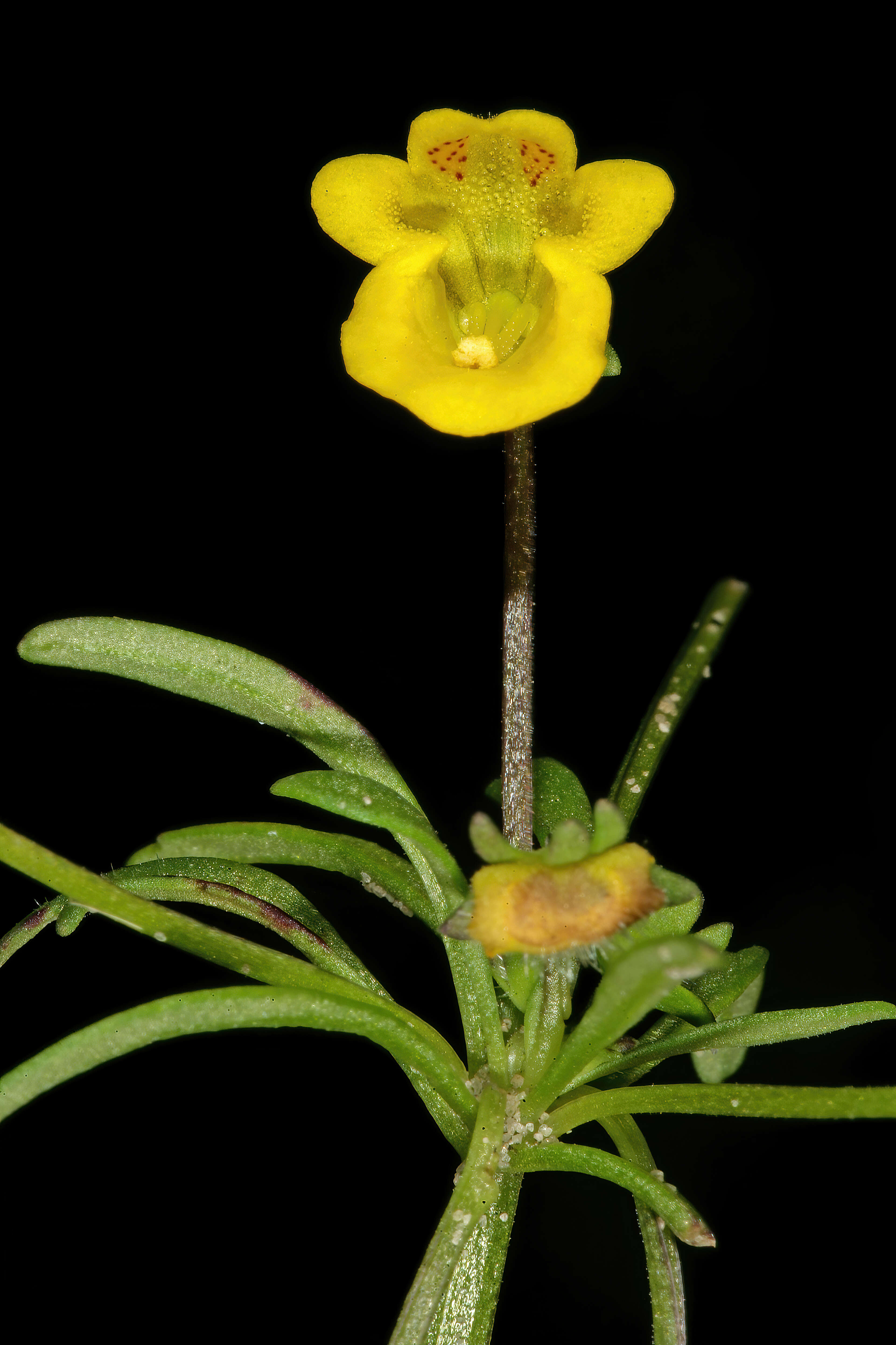 Imagem de Hemimeris sabulosa L. fil.