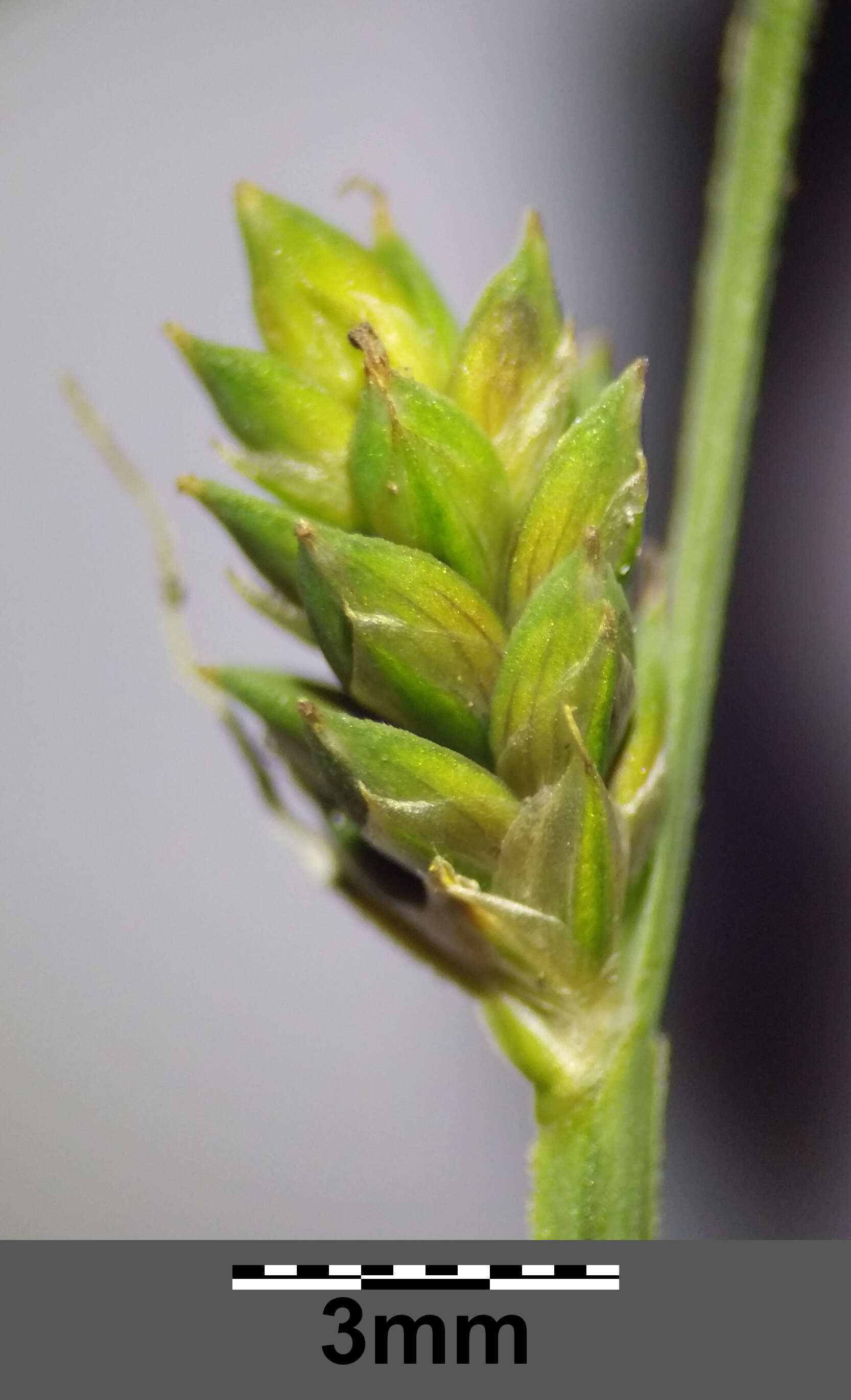 Image of Gray Bog Sedge