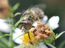 صورة Eristalinus aeneus (Scopoli 1763)