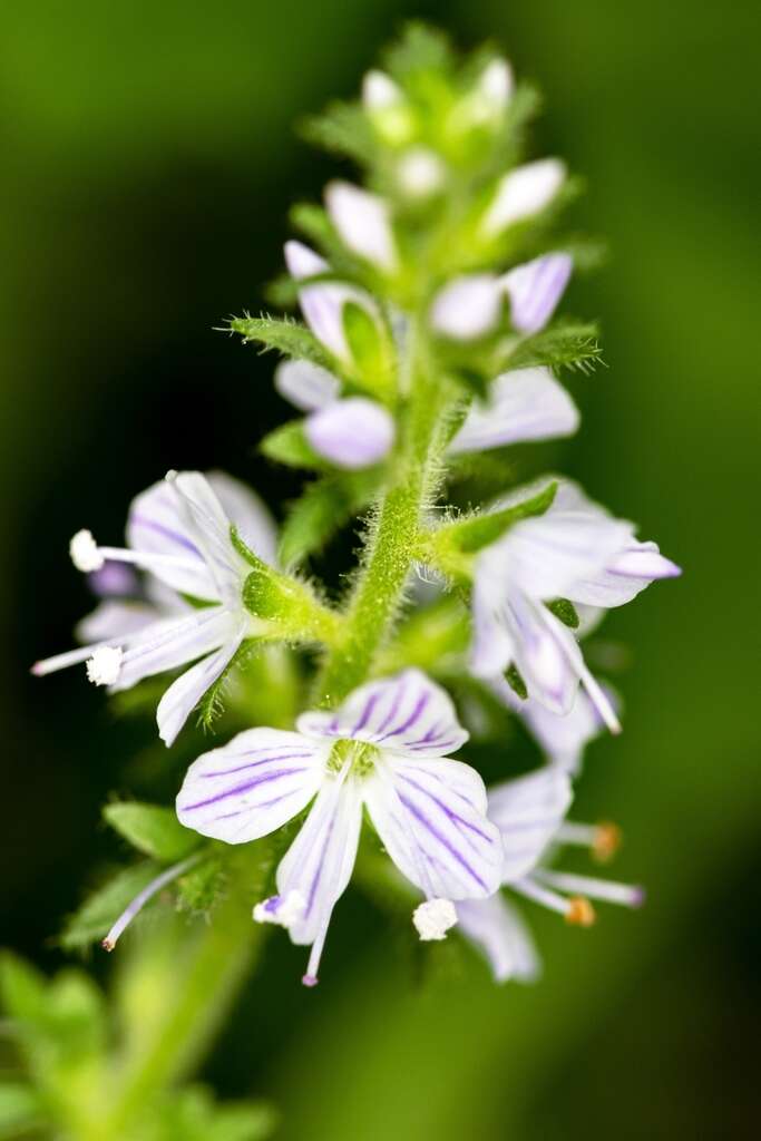 Image of Health Speedwell