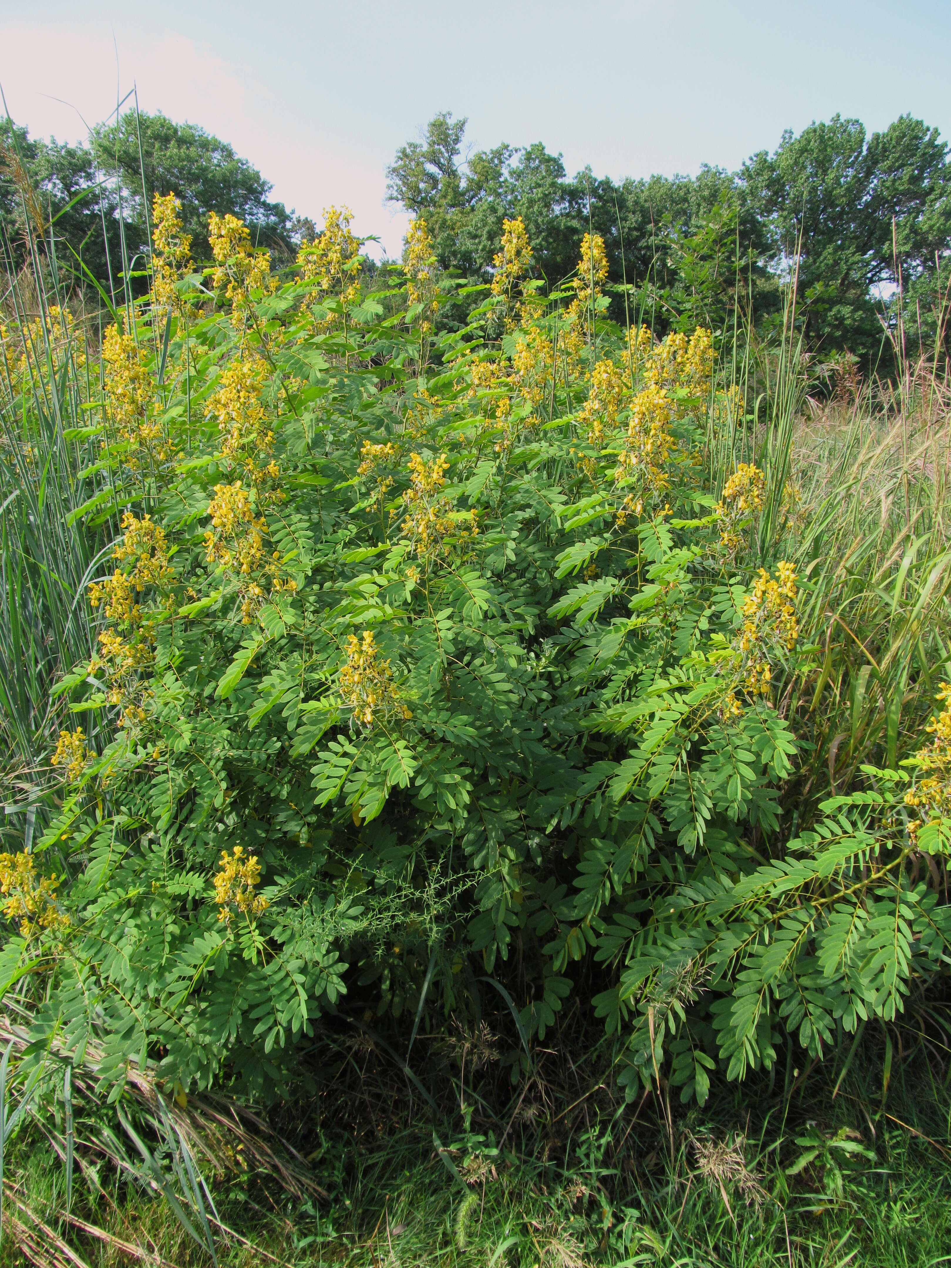 Image of American senna