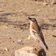 Image of sparrow-weaver