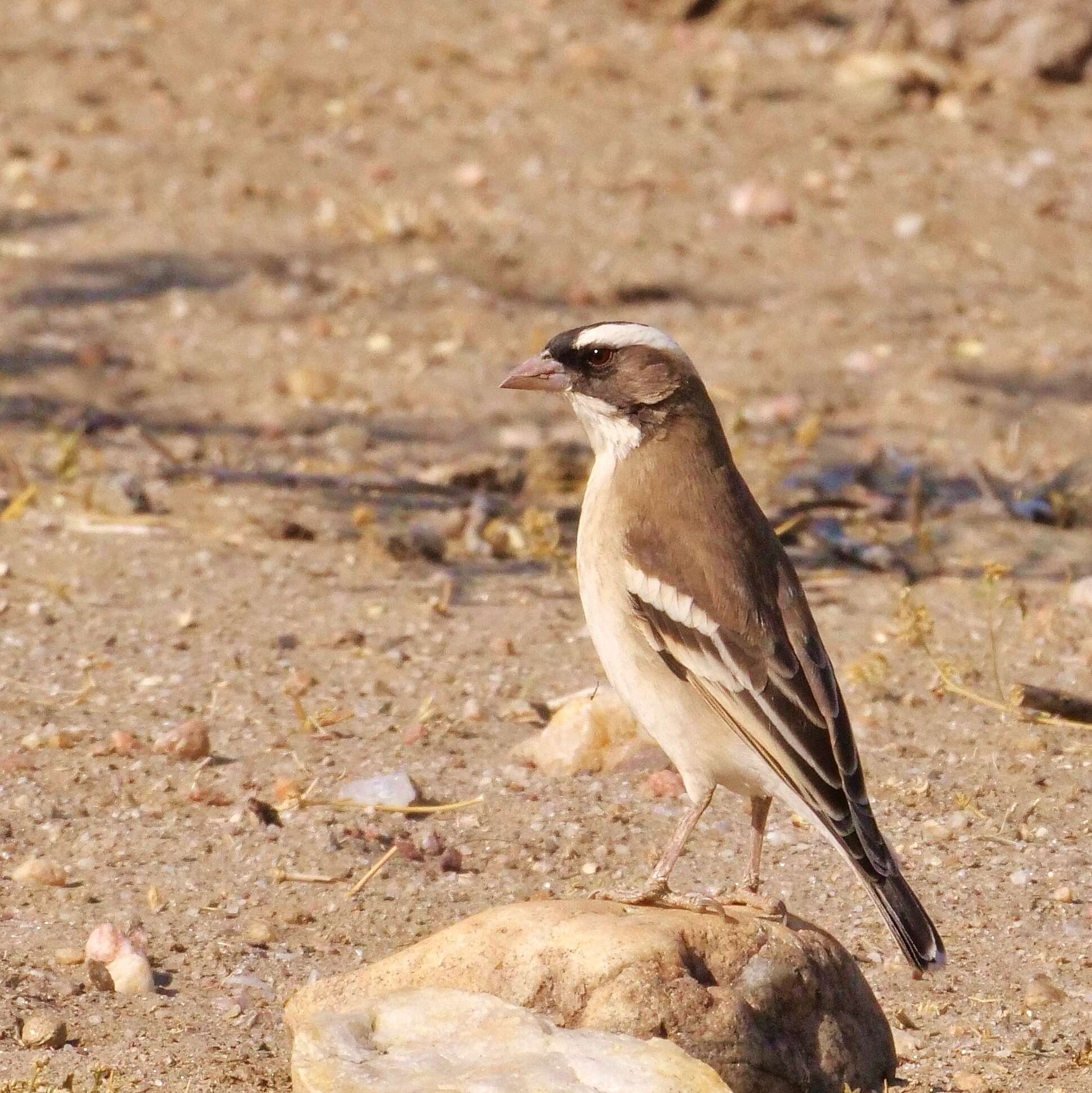 Image of sparrow-weaver