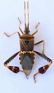 Image of western leaf-footed bug