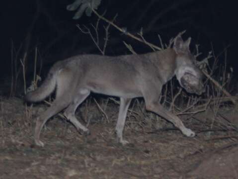 Слика од Canis lupus arabs Pocock 1934