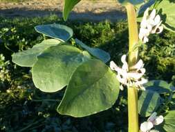 Image of Broad Bean