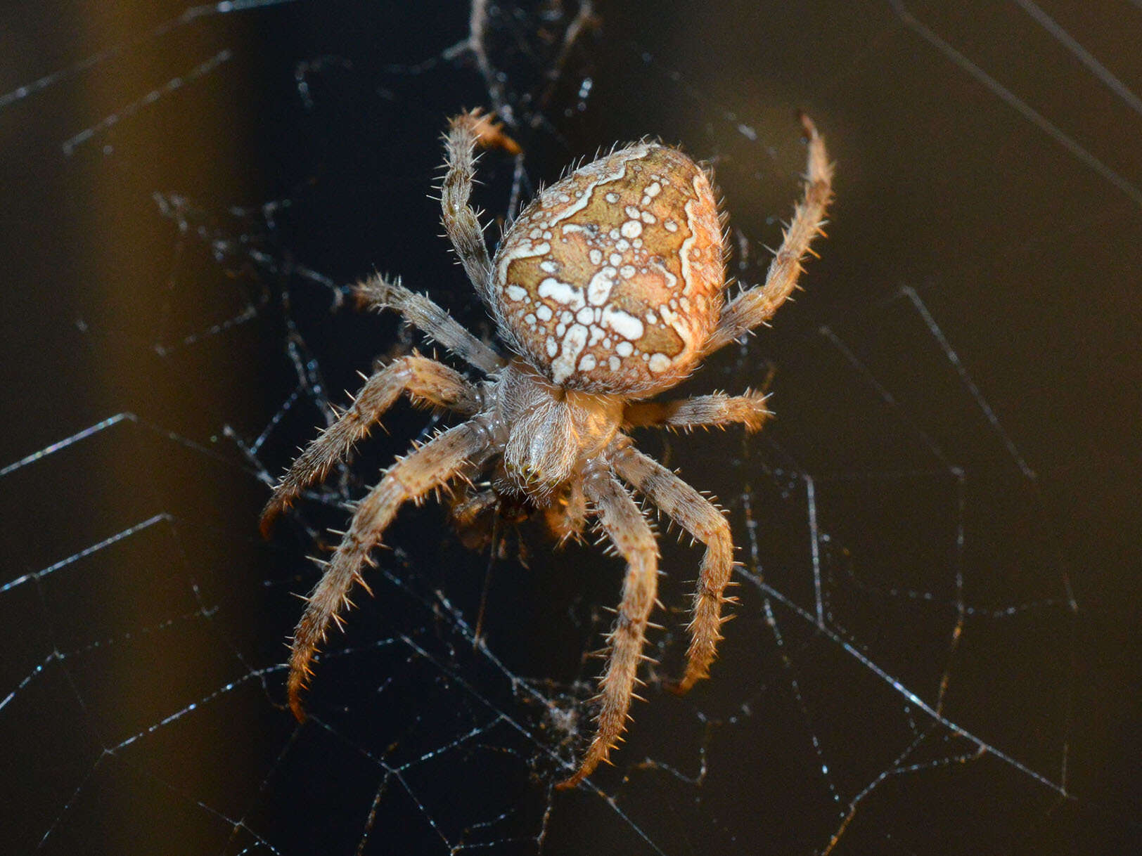 Image of Garden spider