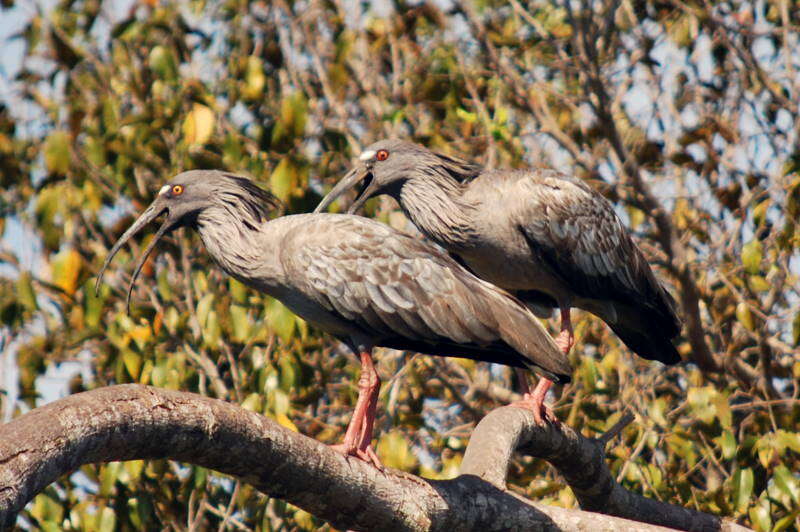 Image of Plumbeous Ibis