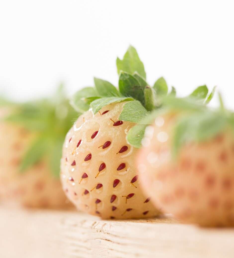 Image of Fragaria × ananassa