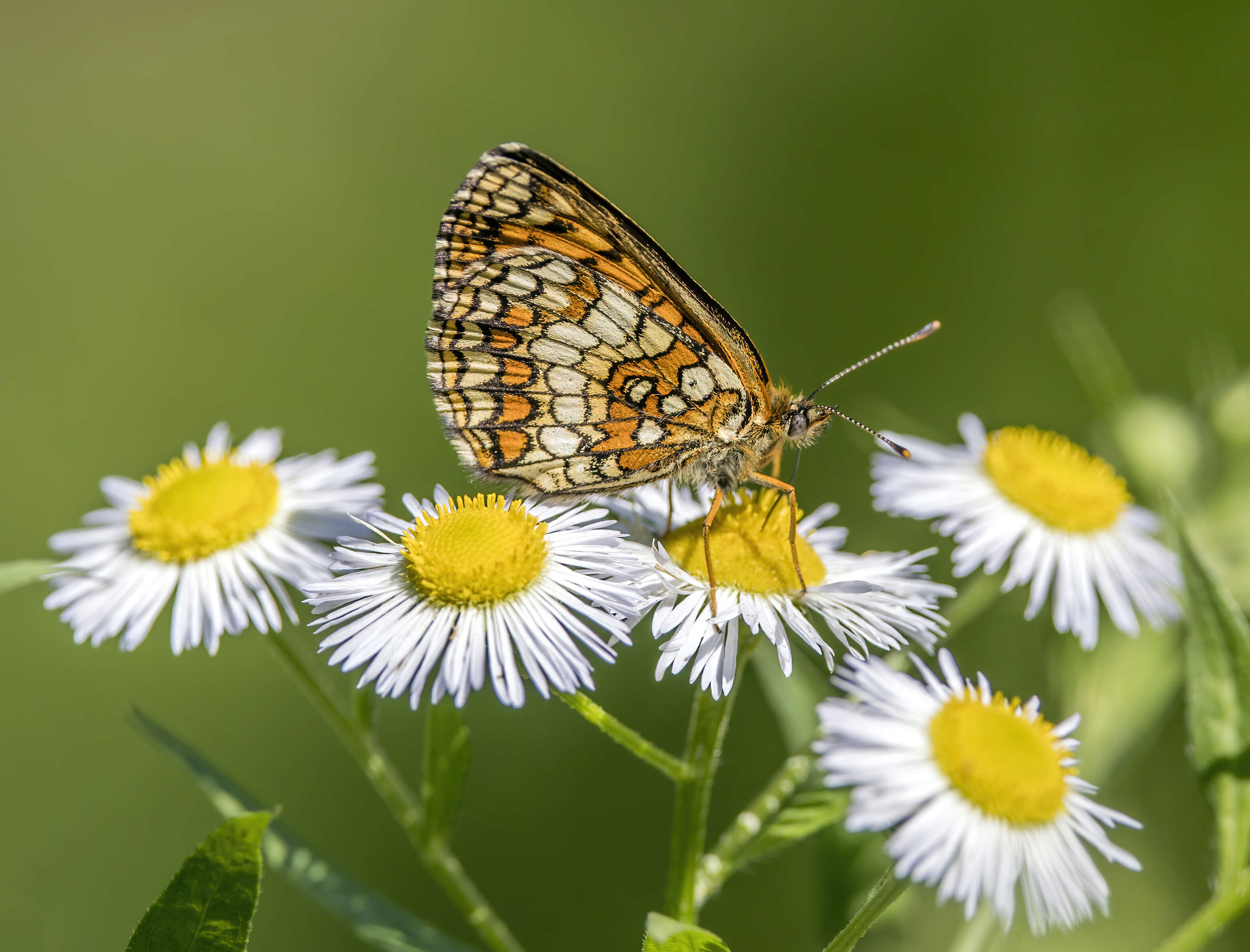 Image of Melitaea athalia