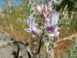 Image de Astragalus andersonii A. Gray