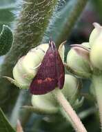 Image of Pyrausta pseuderosnealis Munroe 1976