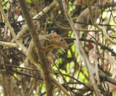 Image of Northern Tree Shrew