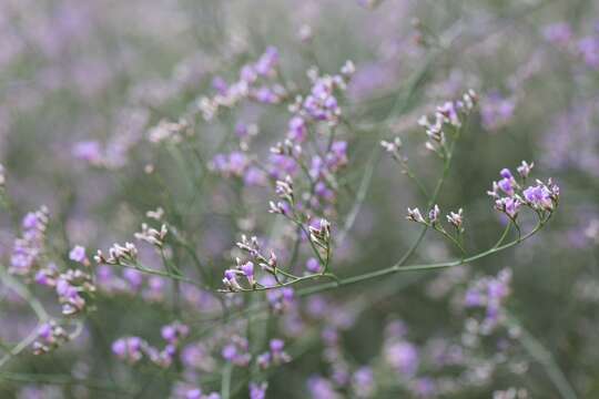 Image of Sea lavendar