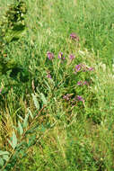 Image of showy ticktrefoil