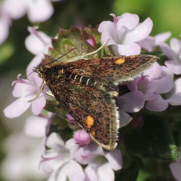 Image of Mint moth