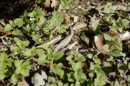 Image of China Grass Lizard