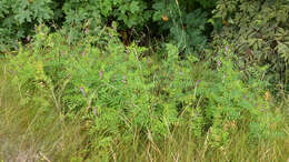 Image of bush vetch