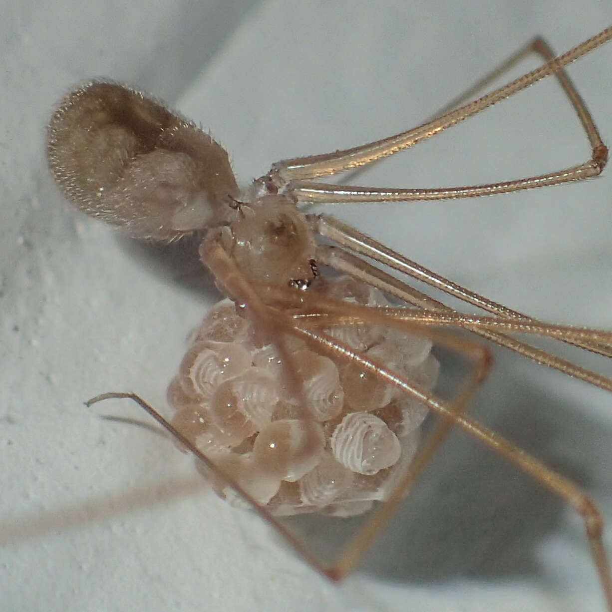 Image of Cellar spider