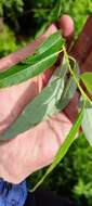 Image of Almond-leaved Willow