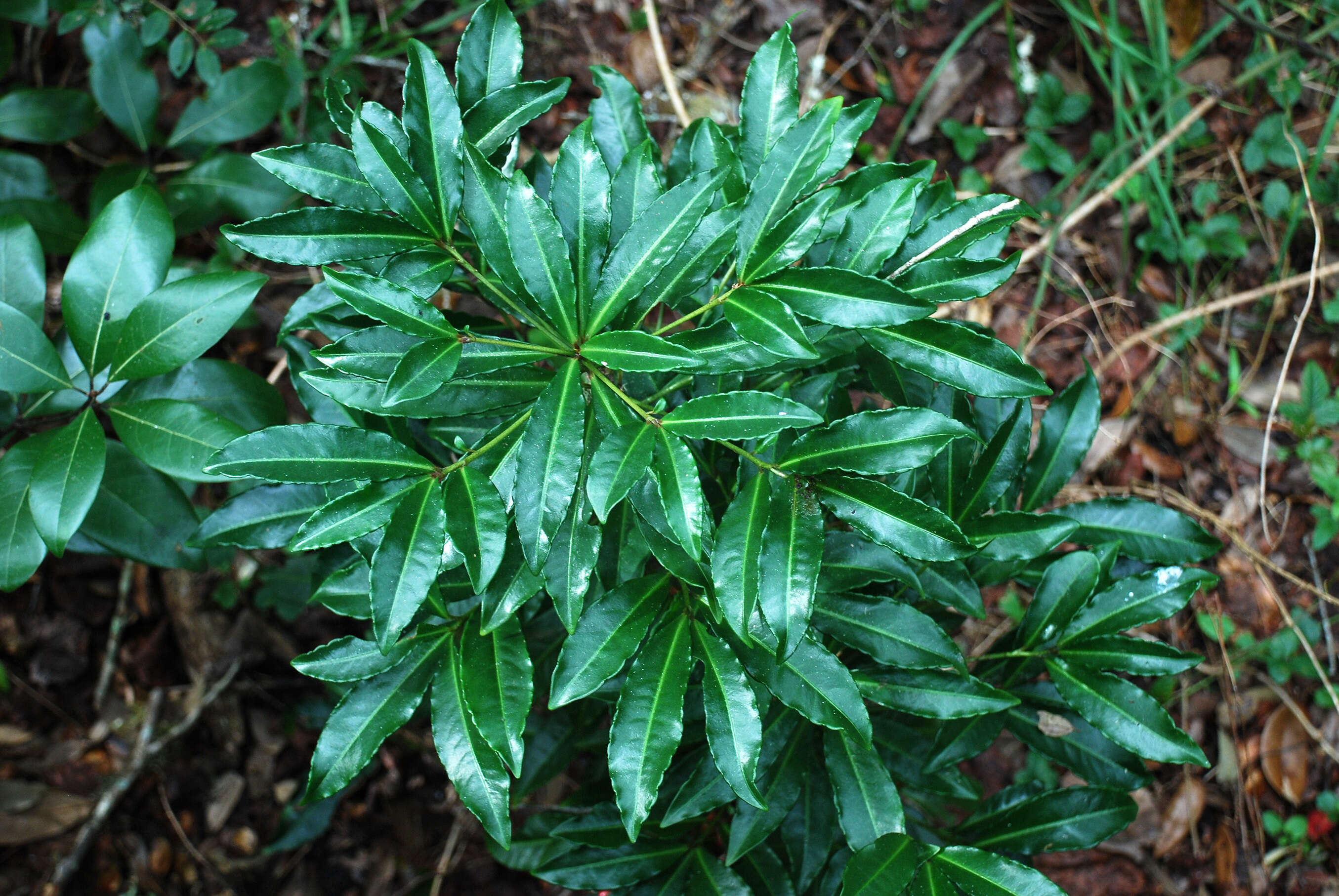 Plancia ëd Ardisia crenata Sims