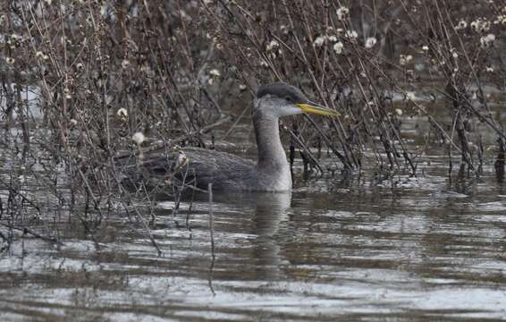 Image of Red-necked Grebe