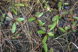 Image of Myosotis laeta Cheesem.