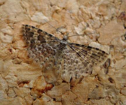 Image of twenty-plume moth