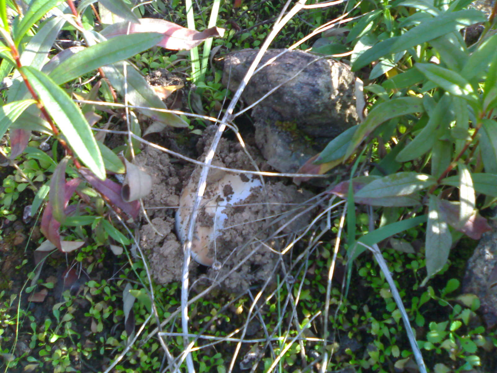 Image of Amanita ponderosa Malençon & R. Heim 1944