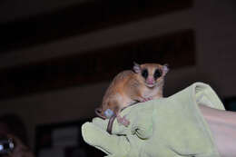 Image of Mexican Mouse Opossum