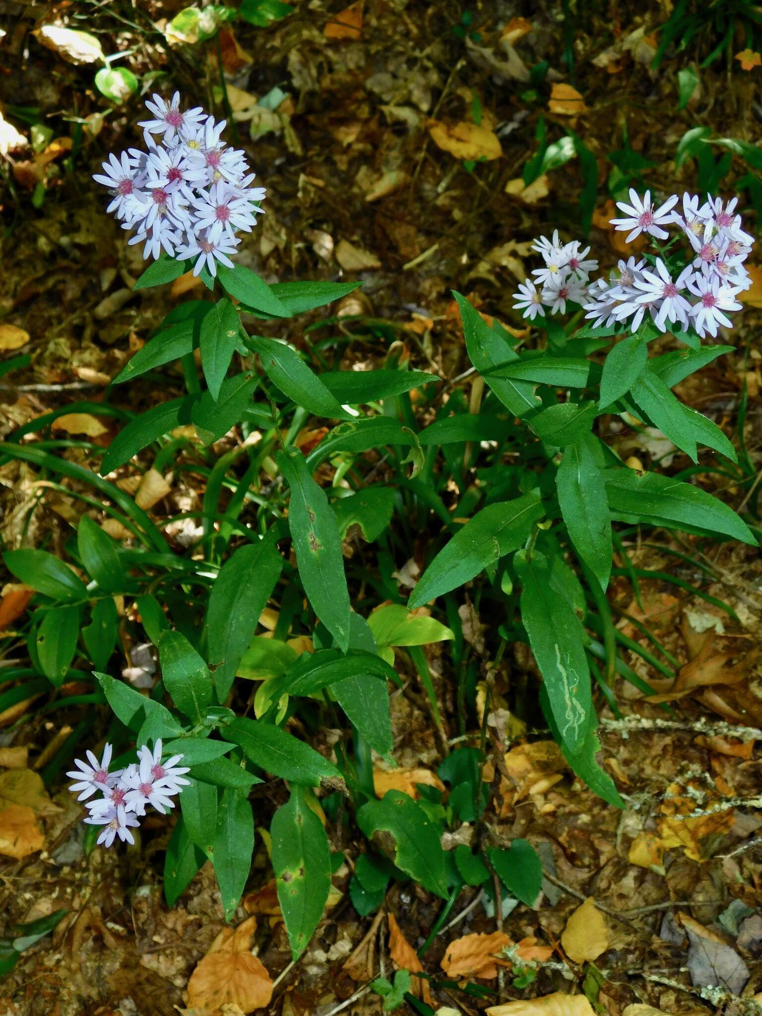 Image of wavyleaf aster