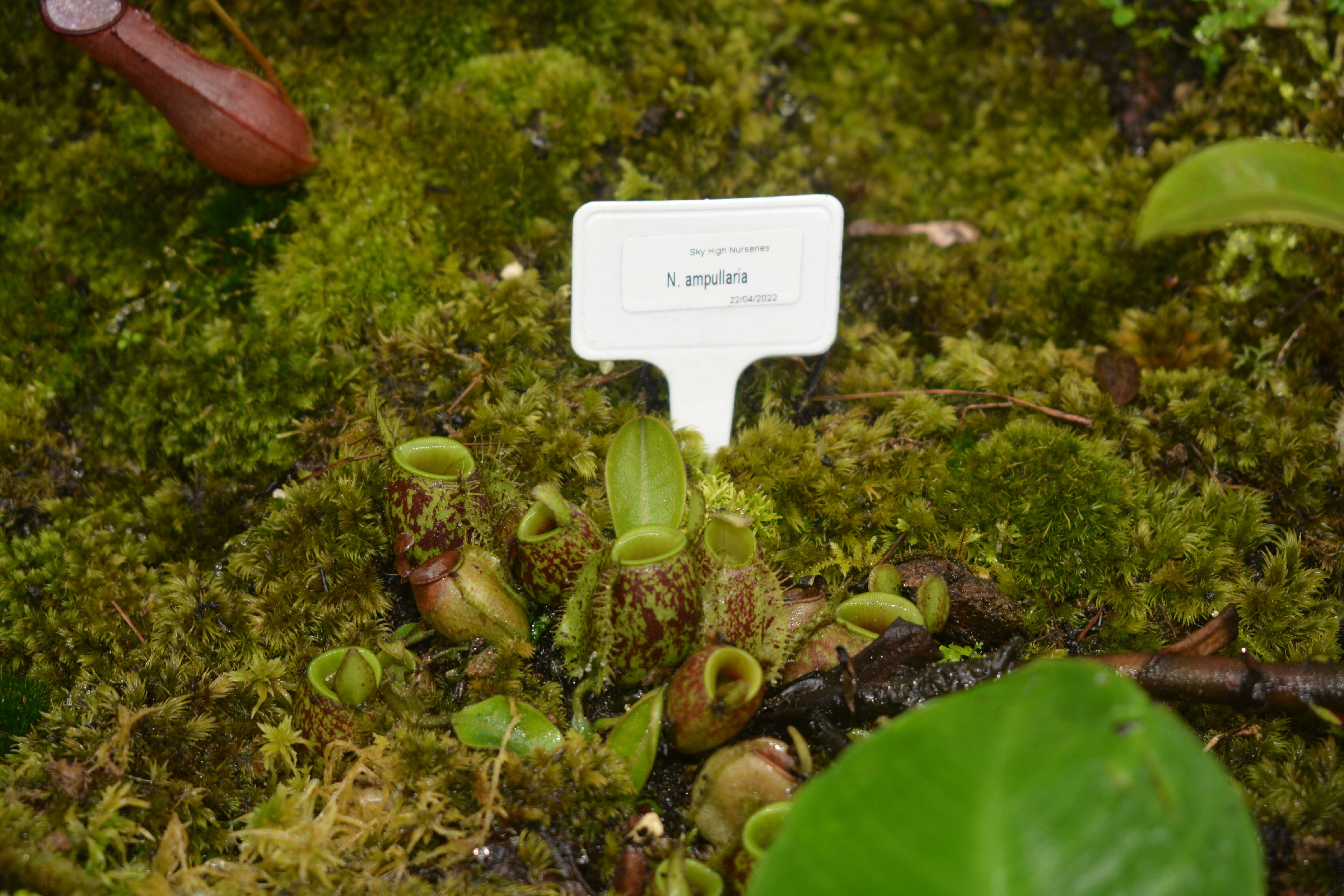 Image of Flask-Shaped Pitcher-Plant