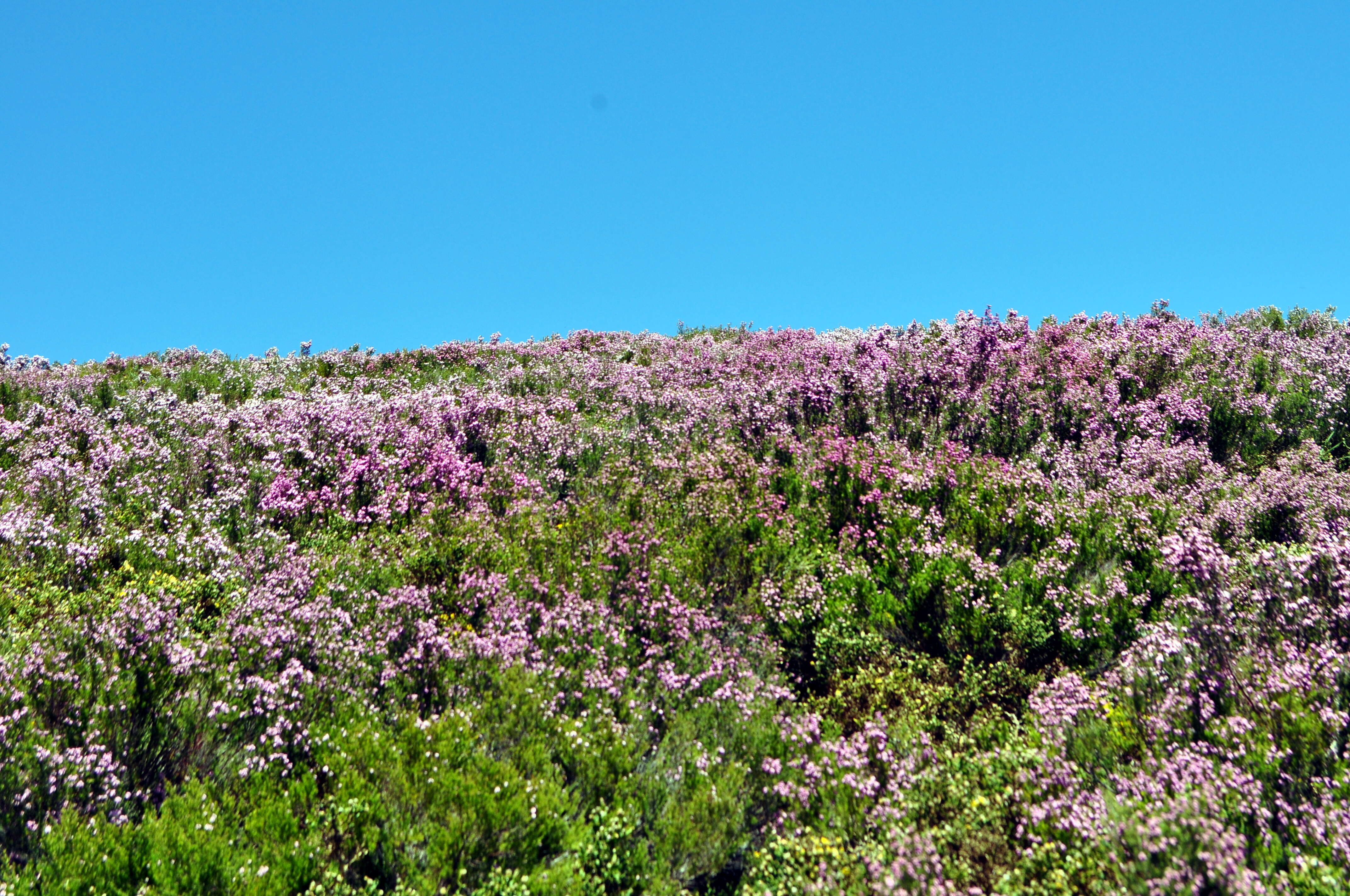 Image of Erica australis L.