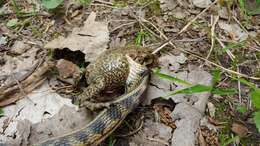 Image of Chicago Garter Snake