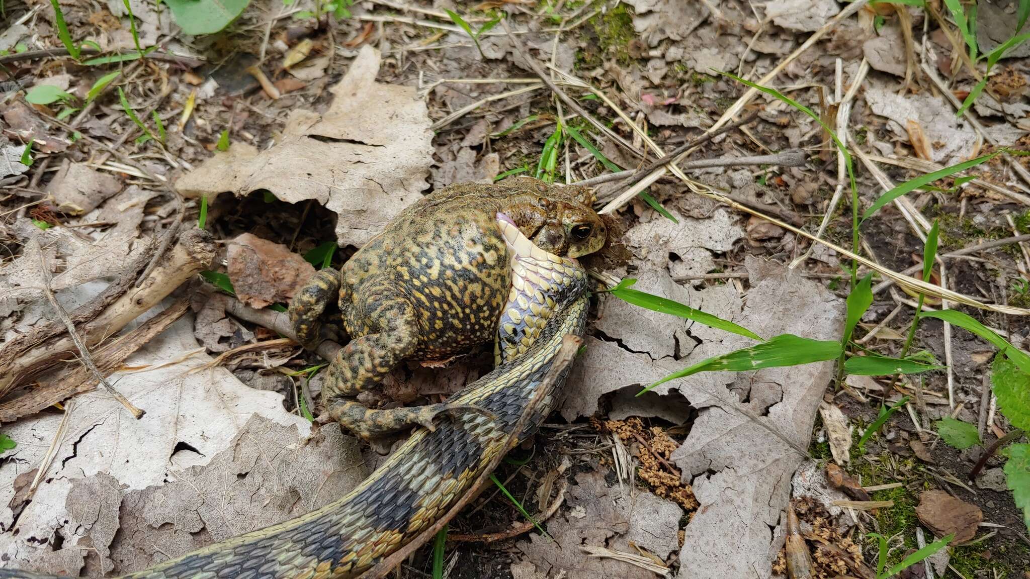 Sivun Thamnophis sirtalis semifasciatus (Cope 1892) kuva