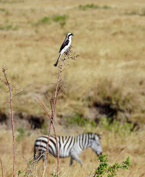 Image of Grey-backed Fiscal