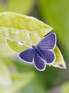 Image of small blue